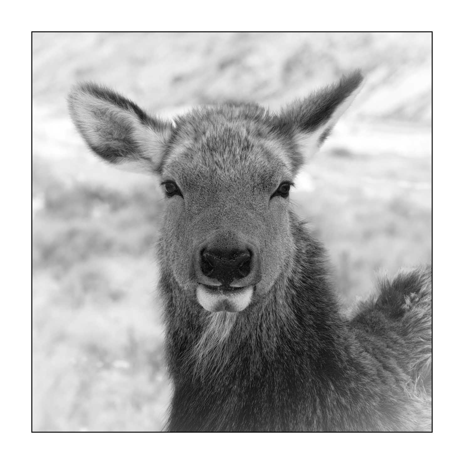 nuances-de-noirs-et-de-blancs/039-merveilles-animalieres-du-yellowstone-en-hiver/fr/13-elan-hiver-yellowstone-noir-et-blanc-190127YELWLD0270B