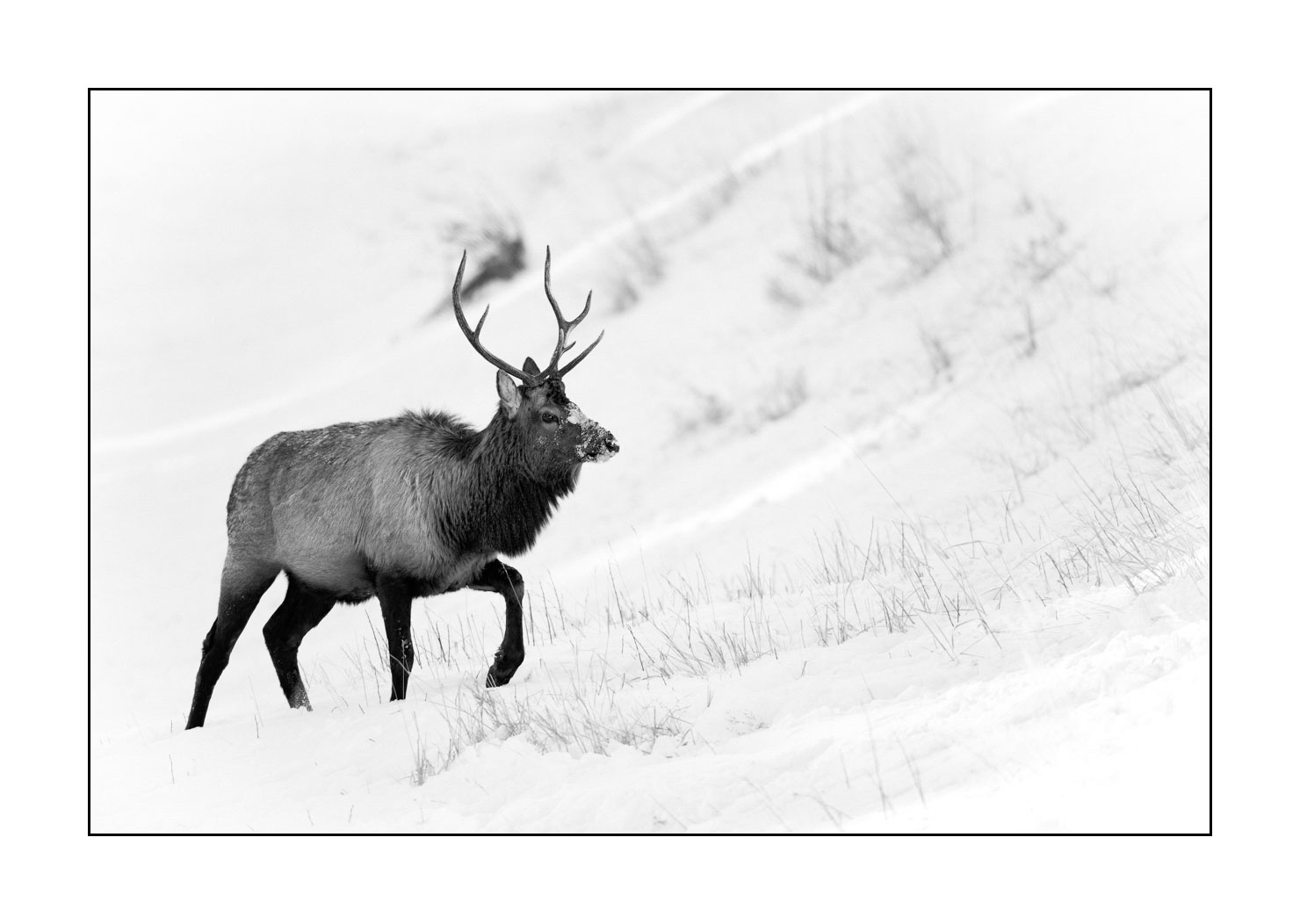 nuances-de-noirs-et-de-blancs/039-merveilles-animalieres-du-yellowstone-en-hiver/fr/14-elan-hiver-yellowstone-noir-et-blanc-190127YELWLD0326B