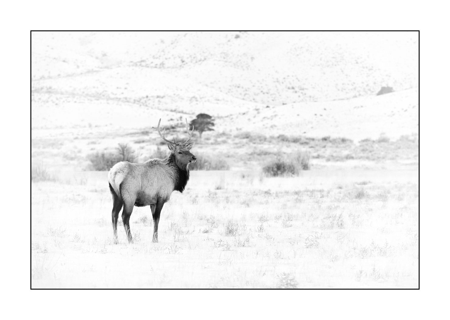 nuances-de-noirs-et-de-blancs/039-merveilles-animalieres-du-yellowstone-en-hiver/fr/15-elan-hiver-yellowstone-noir-et-blanc-190127YELWLD0379B
