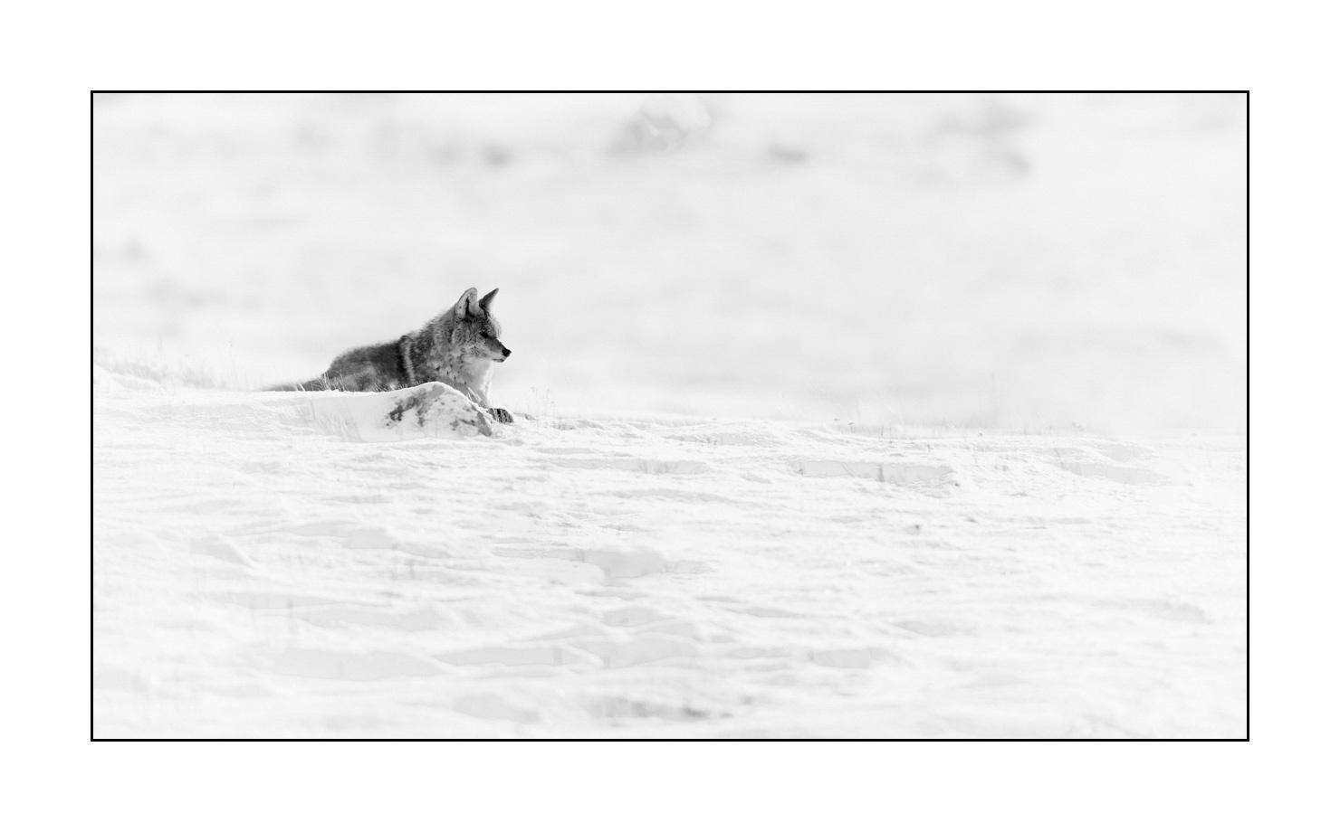 nuances-de-noirs-et-de-blancs/039-merveilles-animalieres-du-yellowstone-en-hiver/fr/16-coyote-hiver-yellowstone-noir-et-blanc-190127YELWLD0387B