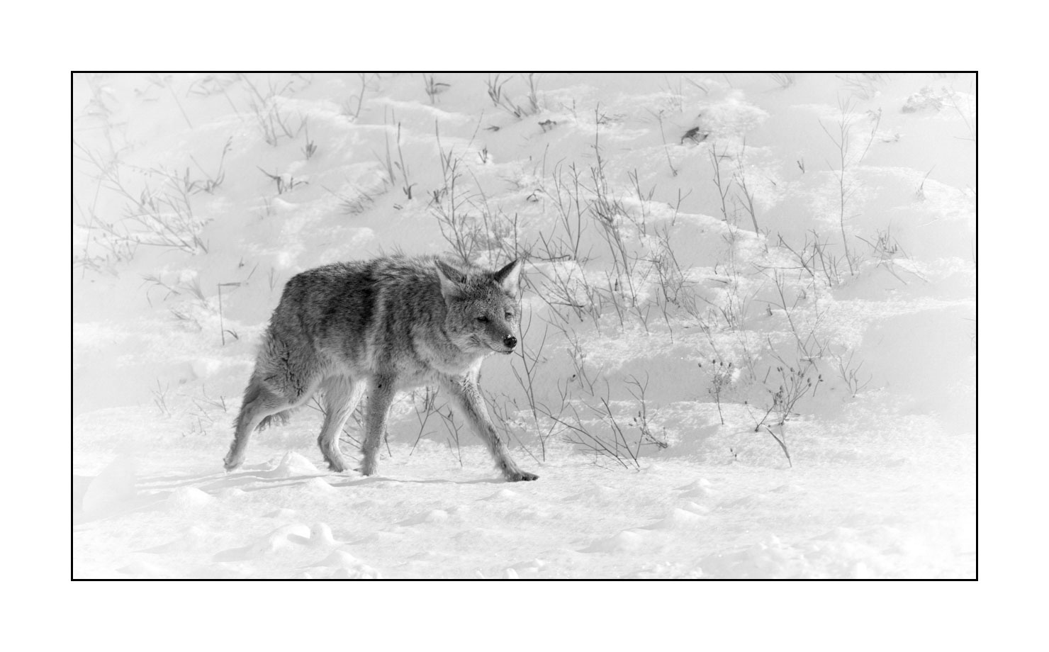nuances-de-noirs-et-de-blancs/039-merveilles-animalieres-du-yellowstone-en-hiver/fr/17-coyote-hiver-yellowstone-noir-et-blanc-190127YELWLD0395B