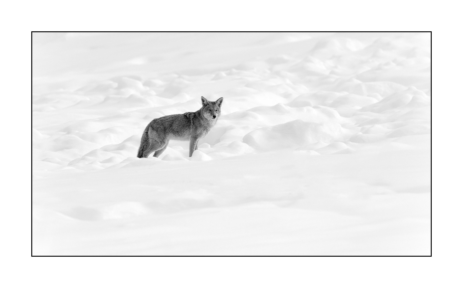 nuances-de-noirs-et-de-blancs/039-merveilles-animalieres-du-yellowstone-en-hiver/fr/18-coyote-hiver-yellowstone-noir-et-blanc-190127YELWLD0445B