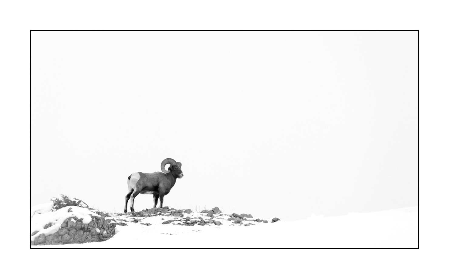 nuances-de-noirs-et-de-blancs/039-merveilles-animalieres-du-yellowstone-en-hiver/fr/19-mouflon-canada-yellowstone-noir-et-blanc-190127YELWLD0503B