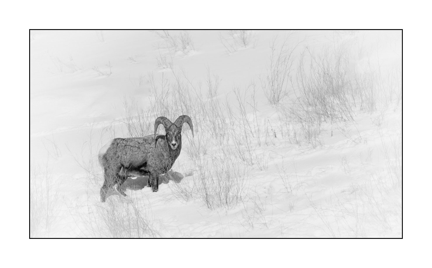 nuances-de-noirs-et-de-blancs/039-merveilles-animalieres-du-yellowstone-en-hiver/fr/20-mouflon-canada-yellowstone-noir-et-blanc-190127YELWLD0522B