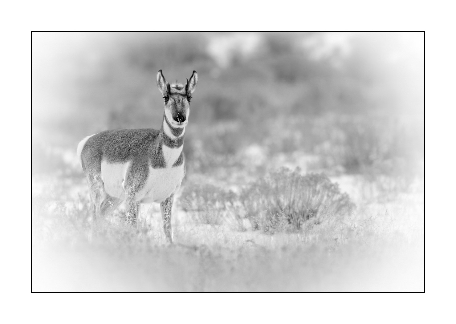 nuances-de-noirs-et-de-blancs/039-merveilles-animalieres-du-yellowstone-en-hiver/fr/21-antilope-amerique-yellowstone-noir-et-blanc-190127YELWLD0550B