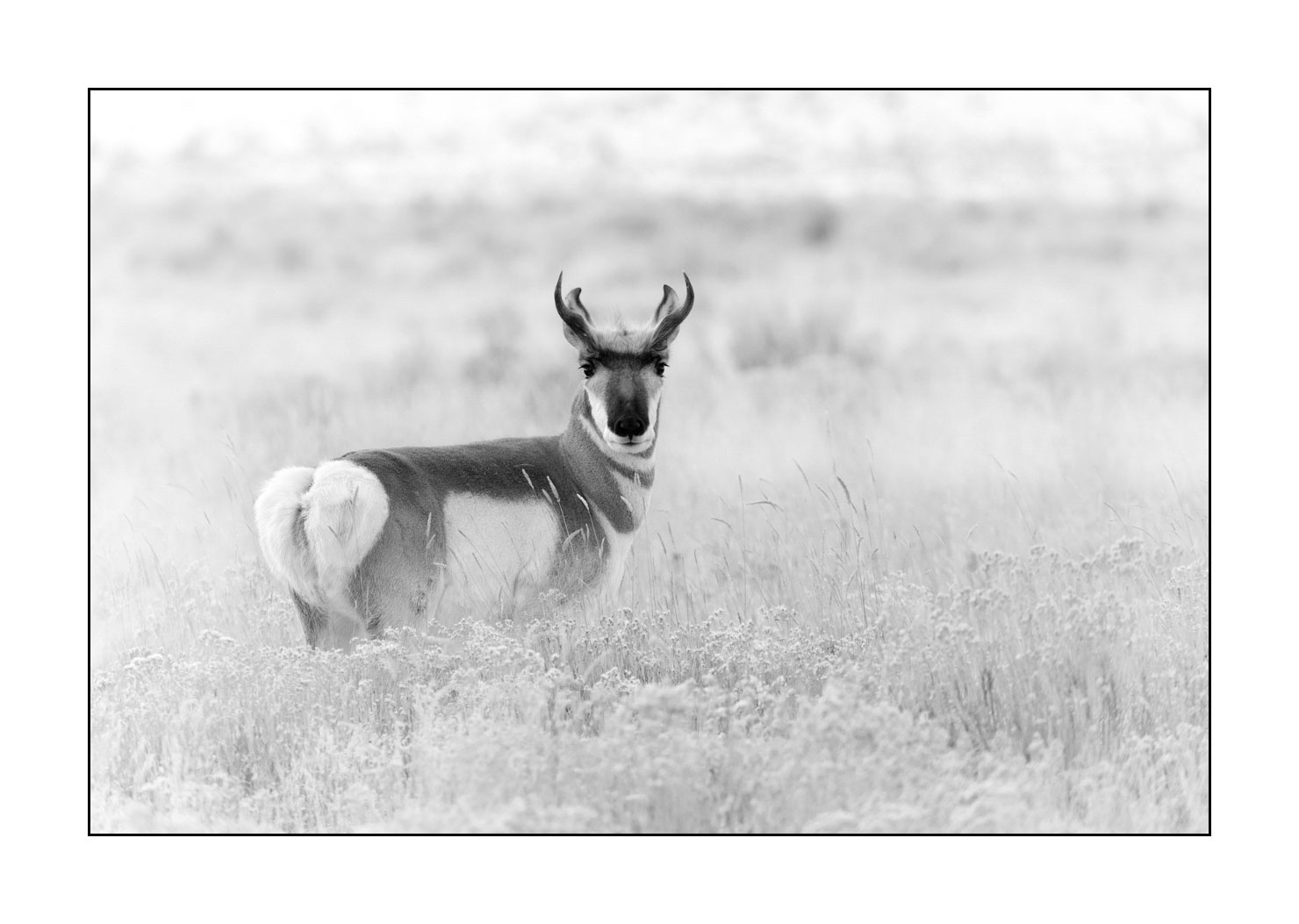 nuances-de-noirs-et-de-blancs/039-merveilles-animalieres-du-yellowstone-en-hiver/fr/22-antilope-amerique-yellowstone-noir-et-blanc-190127YELWLD0565B