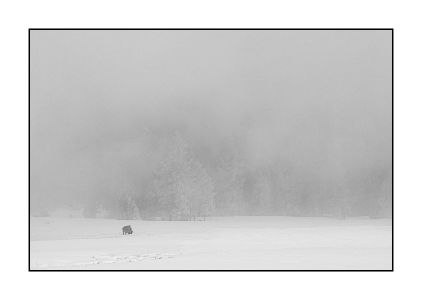 nuances-de-noirs-et-de-blancs/039-merveilles-animalieres-du-yellowstone-en-hiver/fr/24-bison-hiver-yellowstone-noir-et-blanc-220104YELWLD0046B