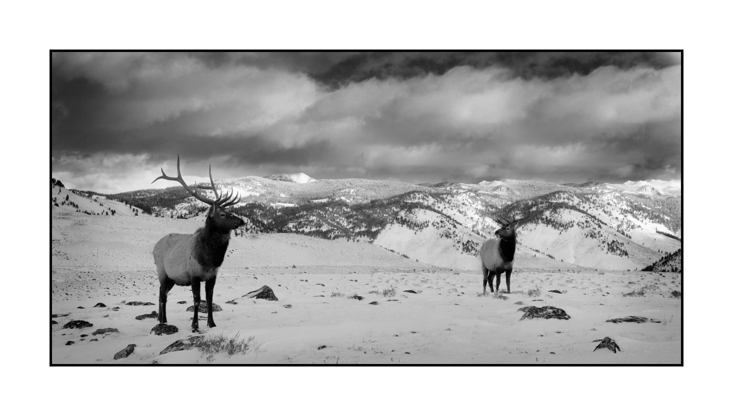 nuances-de-noirs-et-de-blancs/039-merveilles-animalieres-du-yellowstone-en-hiver/fr/25-elan-hiver-yellowstone-noir-et-blanc-220104YELWLD0383B