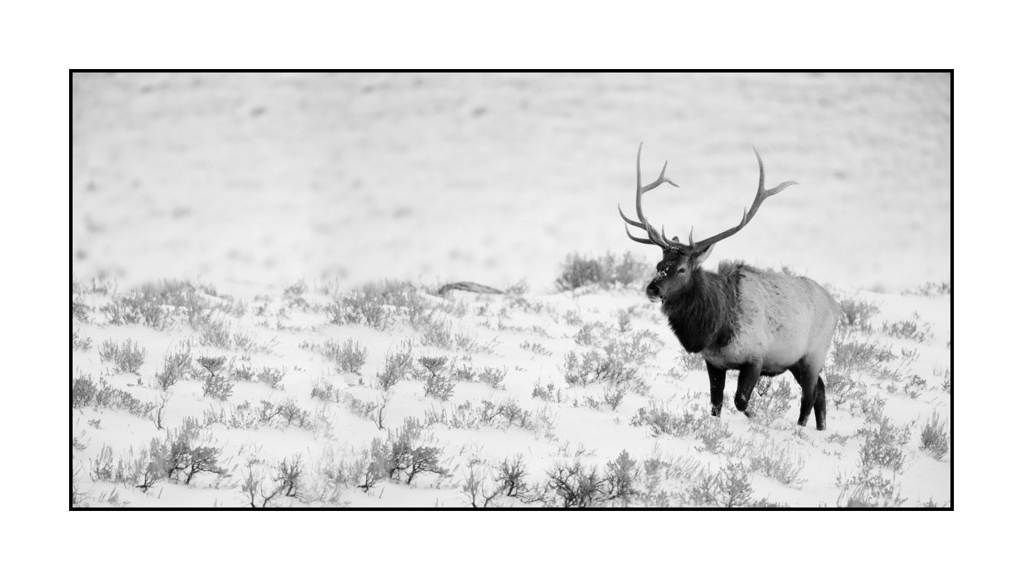 nuances-de-noirs-et-de-blancs/039-merveilles-animalieres-du-yellowstone-en-hiver/fr/26-elan-hiver-yellowstone-noir-et-blanc-220104YELWLD0363B