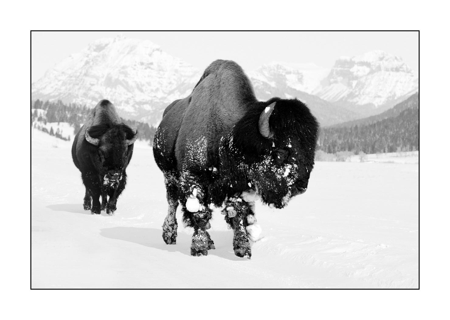 nuances-de-noirs-et-de-blancs/040-portraits-bisons-amerique-du-nord/fr/02-bison-yellowstone-noir-et-blanc-190127YELWLD0030B