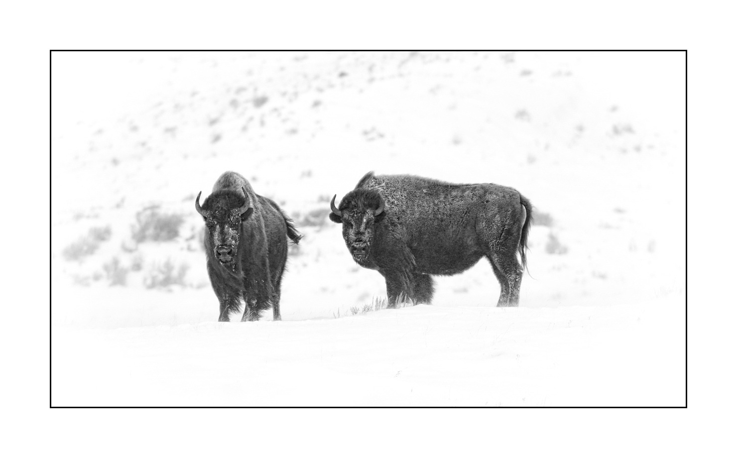 nuances-de-noirs-et-de-blancs/040-portraits-bisons-amerique-du-nord/fr/04-bison-yellowstone-noir-et-blanc-190127YELWLD0073B
