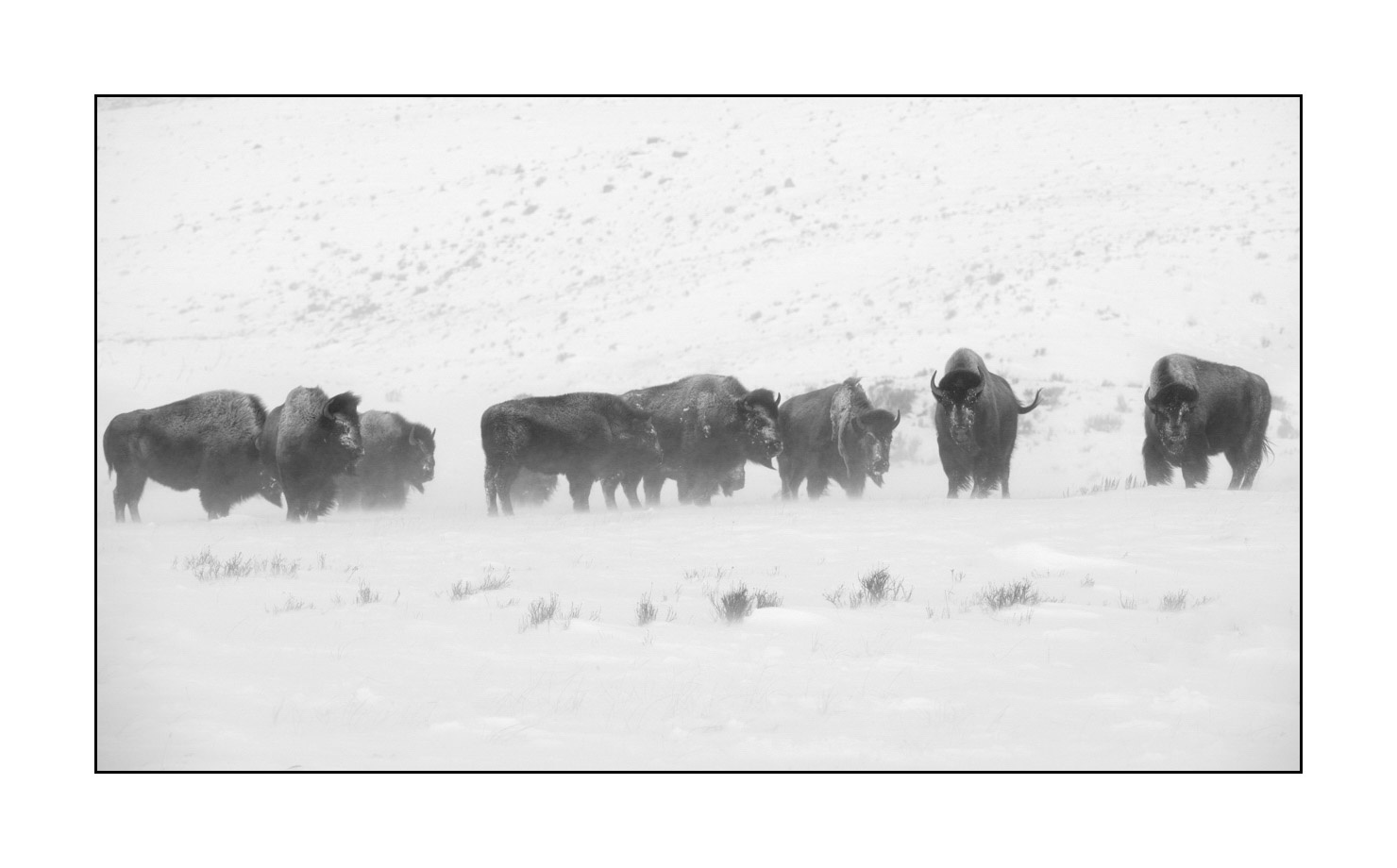 nuances-de-noirs-et-de-blancs/040-portraits-bisons-amerique-du-nord/fr/05-bison-yellowstone-noir-et-blanc-190127YELWLD0077B