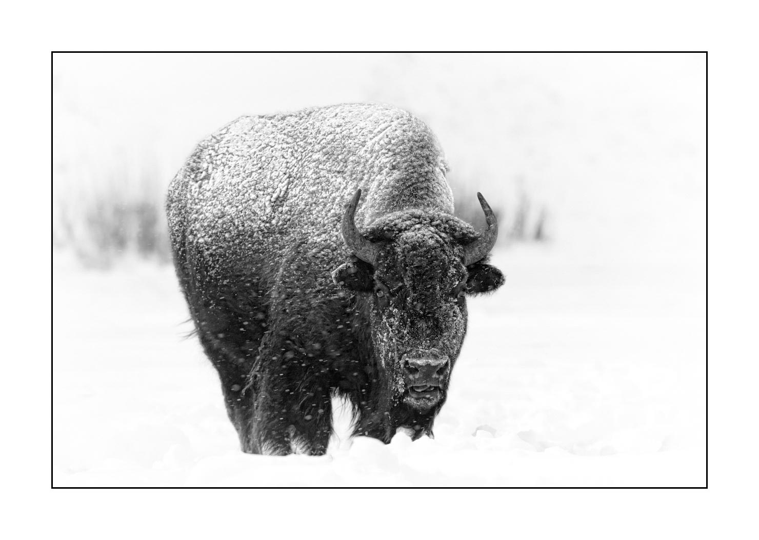 nuances-de-noirs-et-de-blancs/040-portraits-bisons-amerique-du-nord/fr/06-bison-yellowstone-noir-et-blanc-190127YELWLD0084B