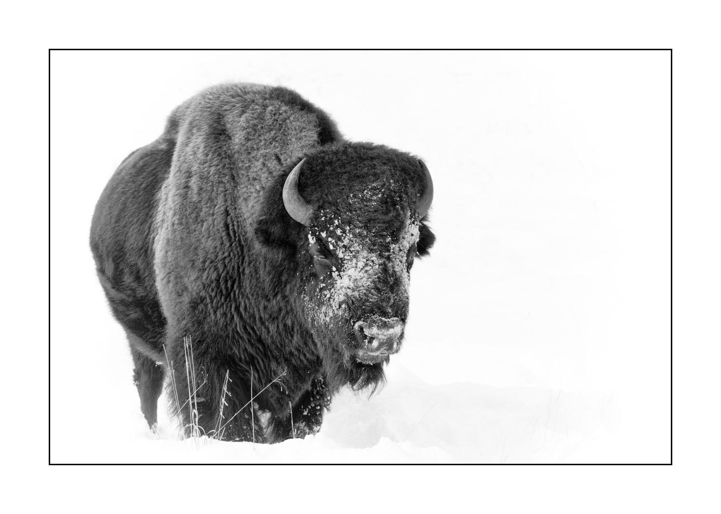 nuances-de-noirs-et-de-blancs/040-portraits-bisons-amerique-du-nord/fr/07-bison-yellowstone-noir-et-blanc-190127YELWLD0205B