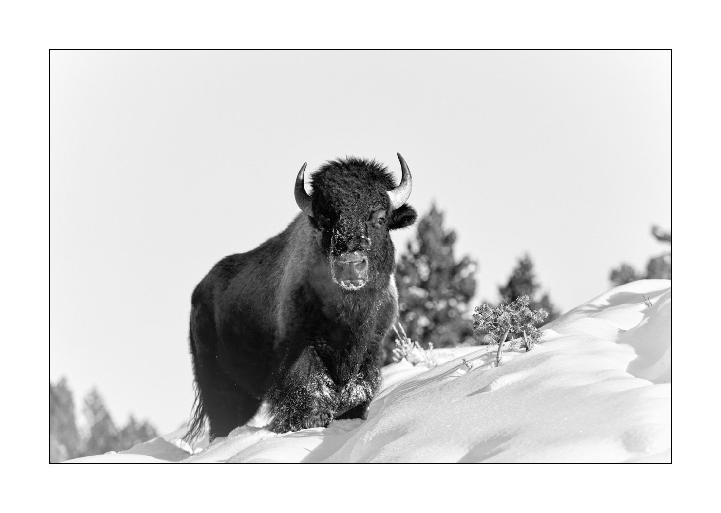 nuances-de-noirs-et-de-blancs/040-portraits-bisons-amerique-du-nord/fr/08-bison-yellowstone-noir-et-blanc-190127YELWLD0041B