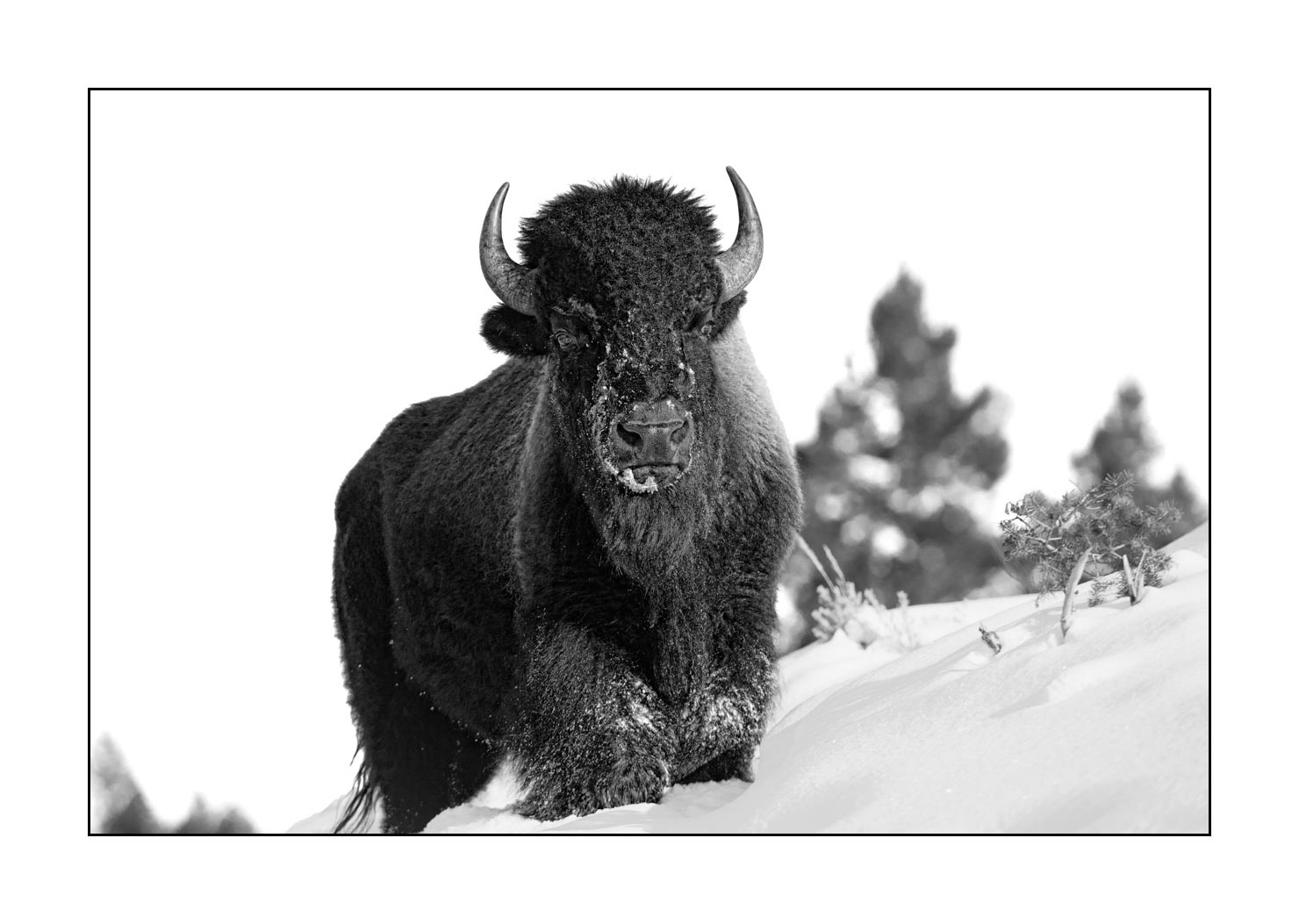 nuances-de-noirs-et-de-blancs/040-portraits-bisons-amerique-du-nord/fr/09-bison-yellowstone-noir-et-blanc-190127YELWLD0045B
