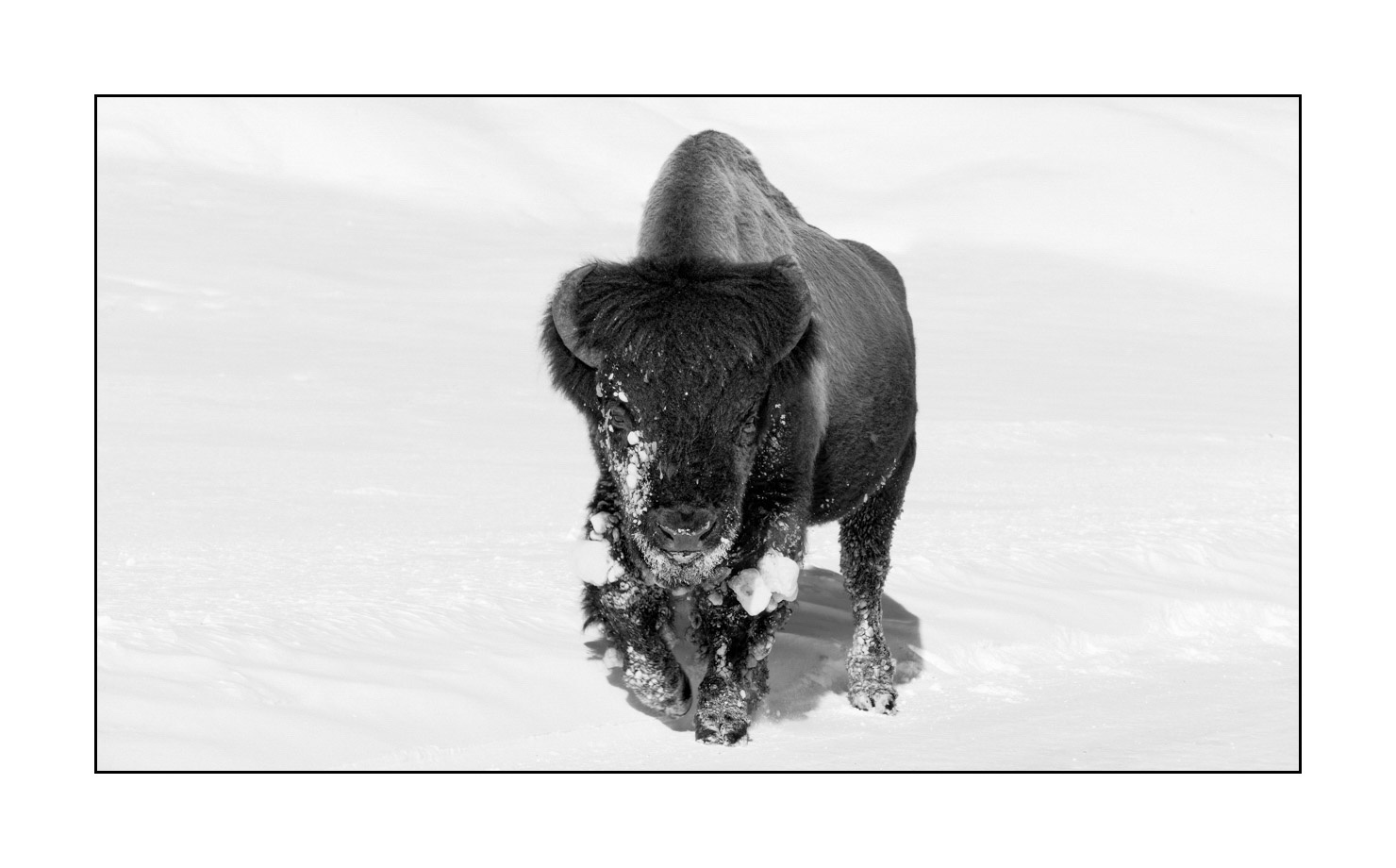 nuances-de-noirs-et-de-blancs/040-portraits-bisons-amerique-du-nord/fr/10-bison-yellowstone-noir-et-blanc-190127YELWLD0034B