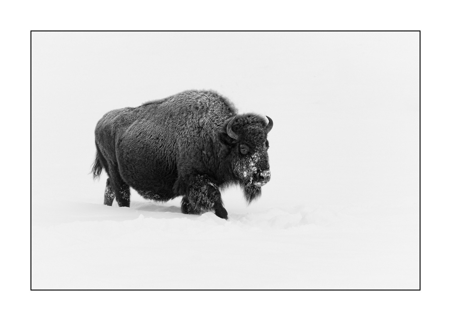 nuances-de-noirs-et-de-blancs/040-portraits-bisons-amerique-du-nord/fr/11-bison-yellowstone-noir-et-blanc-190127YELWLD0219B
