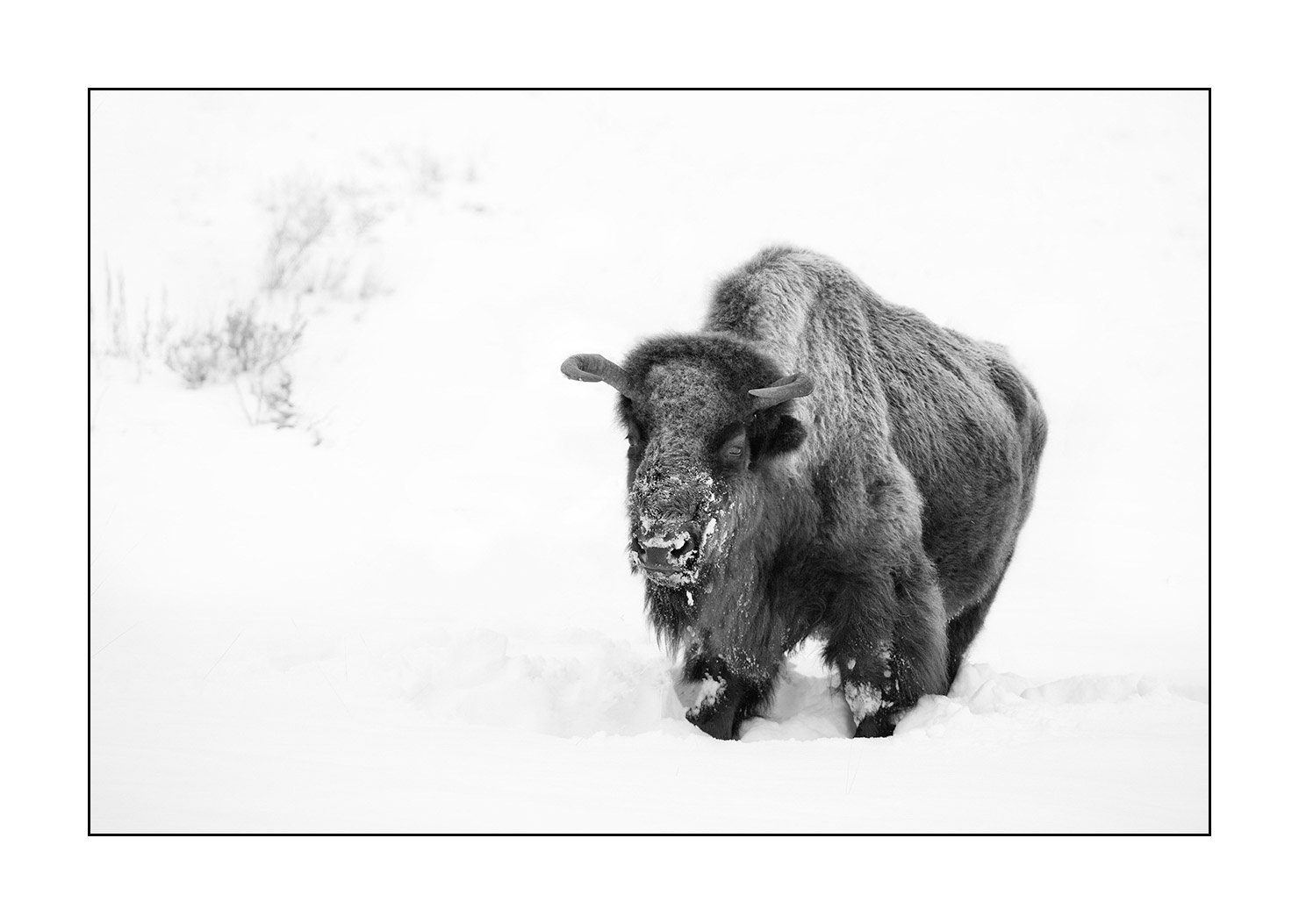 nuances-de-noirs-et-de-blancs/040-portraits-bisons-amerique-du-nord/fr/12-bison-yellowstone-noir-et-blanc-190127YELWLD0225B