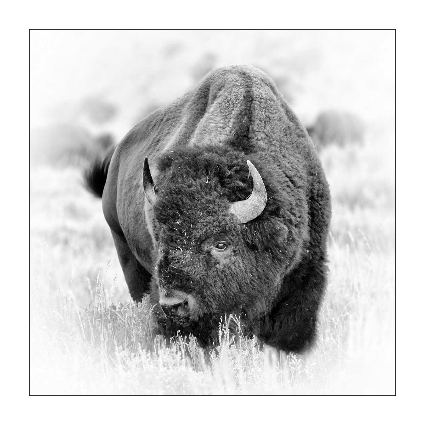 nuances-de-noirs-et-de-blancs/040-portraits-bisons-amerique-du-nord/fr/13-bison-yellowstone-noir-et-blanc-180816YELWIL0009B