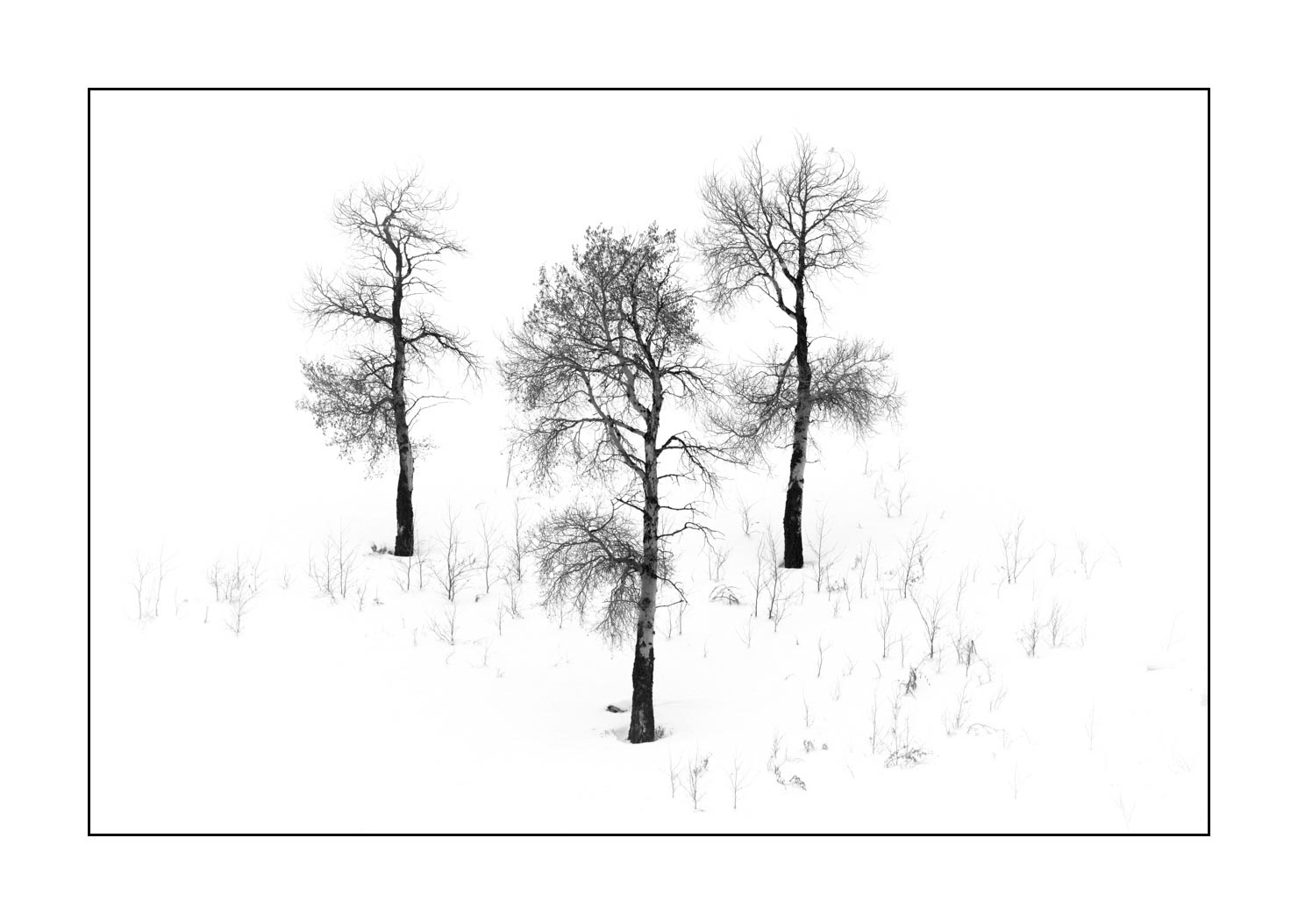 nuances-de-noirs-et-de-blancs/041-merveilles-naturelles-yellowstone-en-hiver/fr/06-paysage-enneige-yellowstone-noir-et-blanc-190127YELLAN0099B