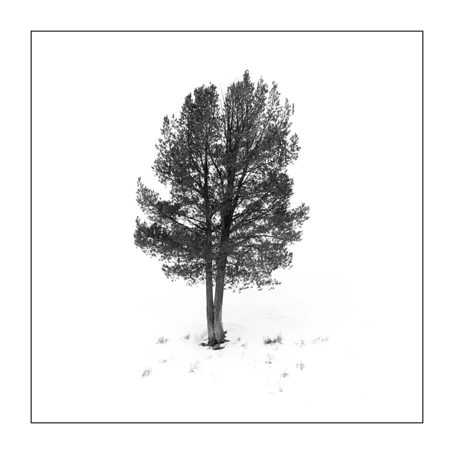 nuances-de-noirs-et-de-blancs/041-merveilles-naturelles-yellowstone-en-hiver/fr/16-paysage-enneige-yellowstone-noir-et-blanc-190127YELLAN0332B