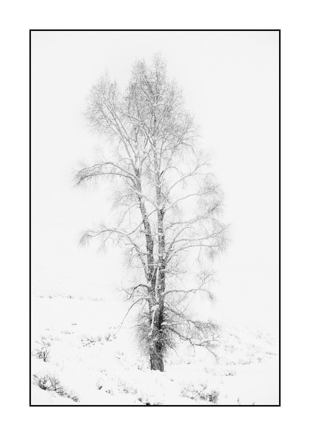 nuances-de-noirs-et-de-blancs/041-merveilles-naturelles-yellowstone-en-hiver/fr/27-paysage-enneige-yellowstone-noir-et-blanc-220104YELLAN0069B