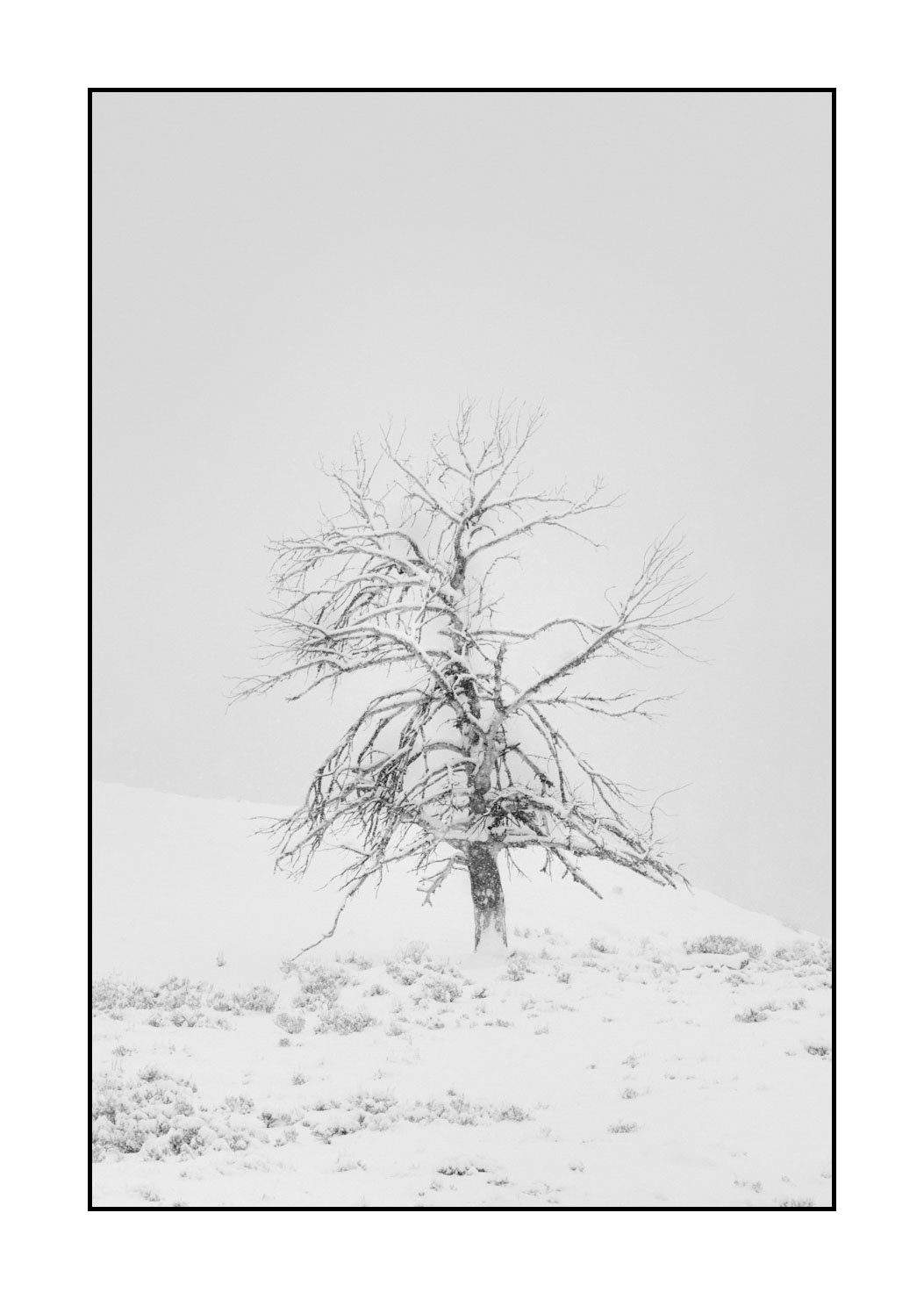 nuances-de-noirs-et-de-blancs/041-merveilles-naturelles-yellowstone-en-hiver/fr/32-paysage-enneige-yellowstone-noir-et-blanc-220104YELLAN0100B