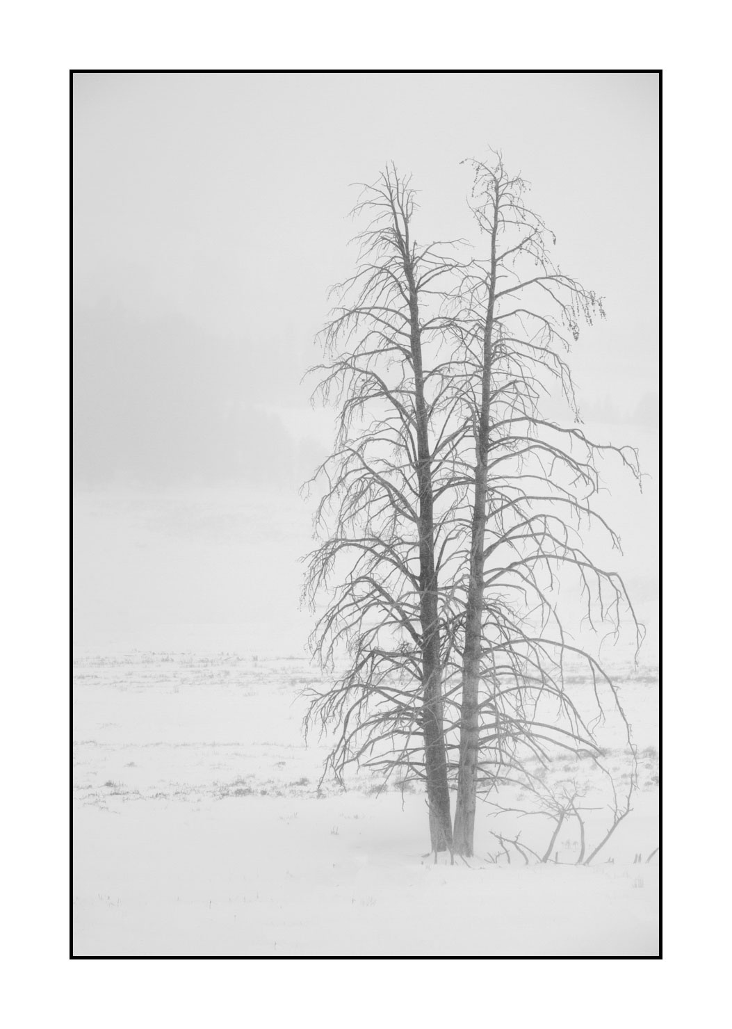 nuances-de-noirs-et-de-blancs/041-merveilles-naturelles-yellowstone-en-hiver/fr/36-paysage-enneige-yellowstone-noir-et-blanc-220104YELLAN0123B