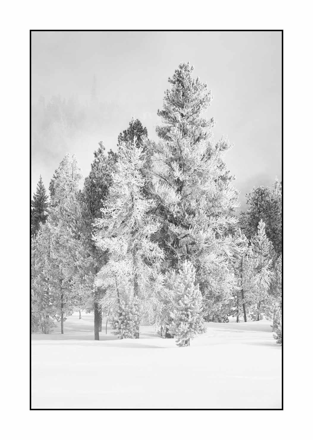 nuances-de-noirs-et-de-blancs/041-merveilles-naturelles-yellowstone-en-hiver/fr/49-paysage-enneige-yellowstone-noir-et-blanc-220104YELLAN0253B