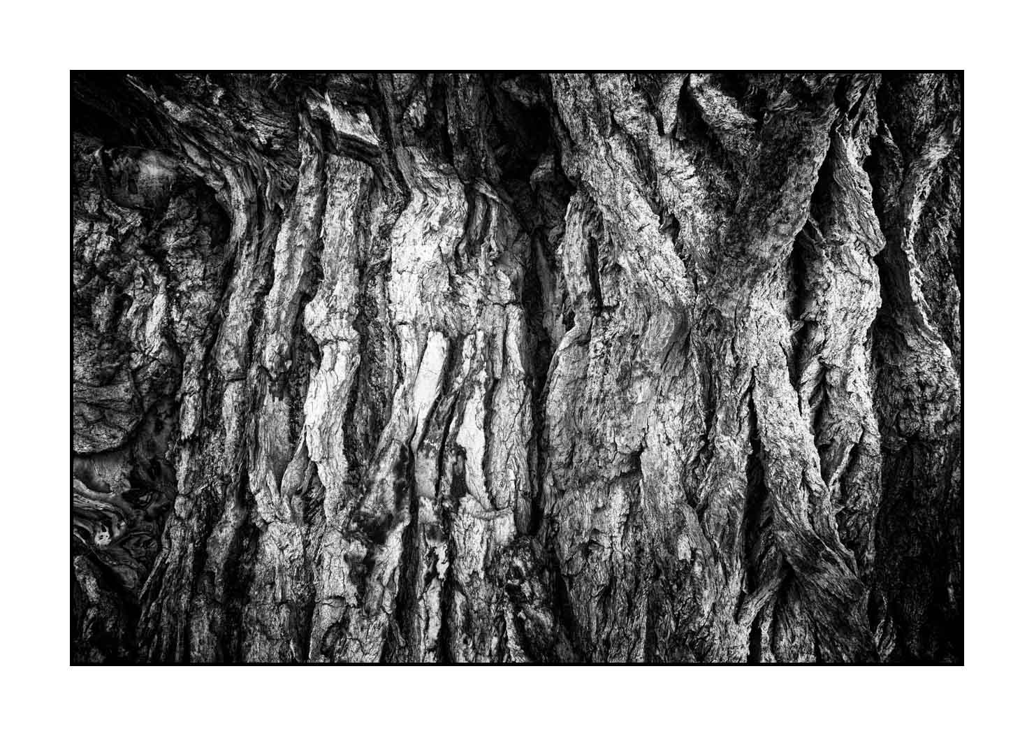 nuances-de-noirs-et-de-blancs/044-les-rides-du-temps/en/04-tree-bark-in-black-and-white-190508UTACPICON0066B
