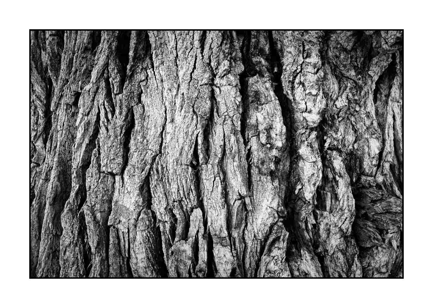 nuances-de-noirs-et-de-blancs/044-les-rides-du-temps/fr/01-ecorce-d-arbre-en-noir-et-blanc-190508UTACPICON0046B