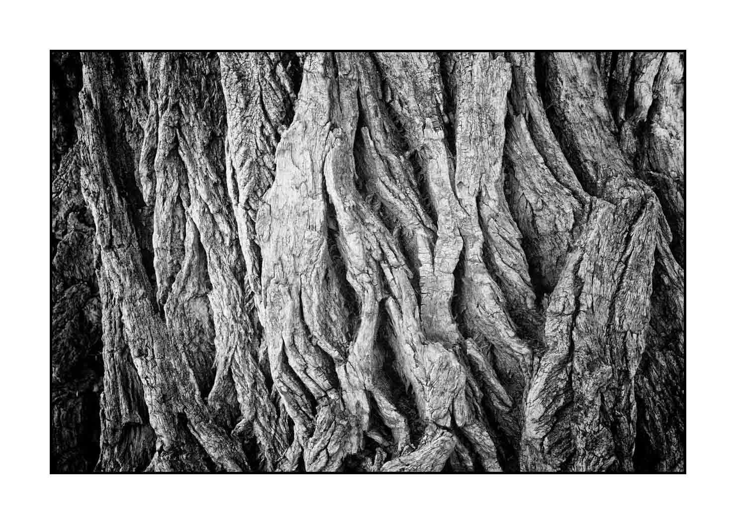 nuances-de-noirs-et-de-blancs/044-les-rides-du-temps/fr/02-ecorce-d-arbre-en-noir-et-blanc-190508UTACPICON0052B