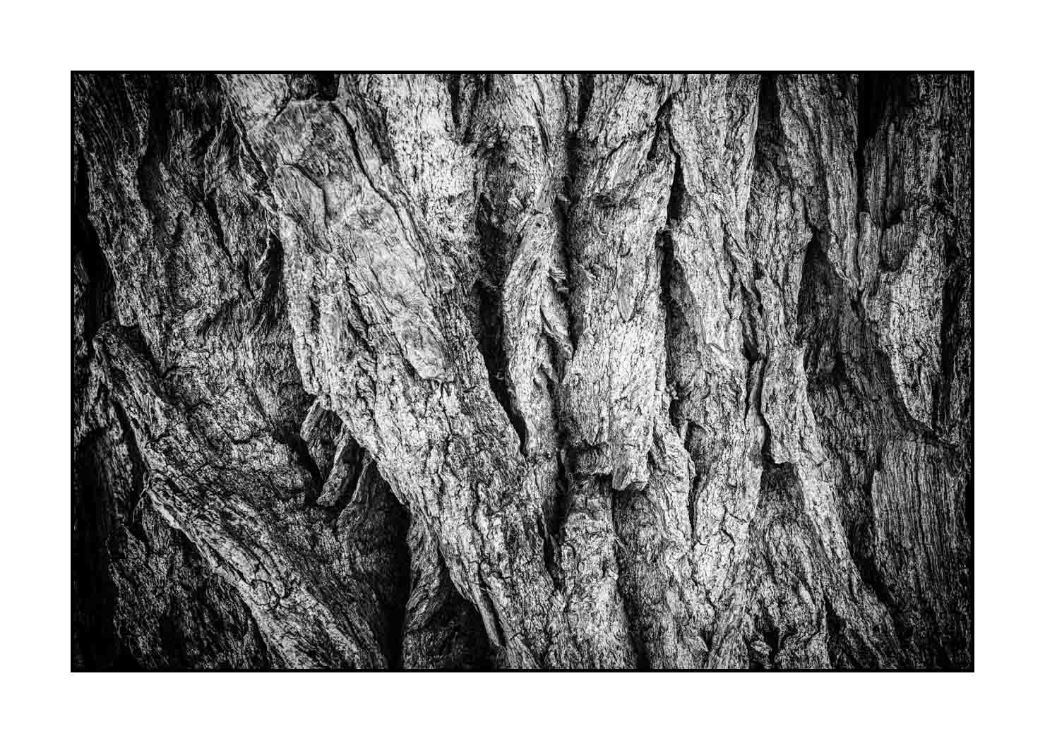 nuances-de-noirs-et-de-blancs/044-les-rides-du-temps/fr/03-ecorce-d-arbre-en-noir-et-blanc-190508UTACPICON0058B