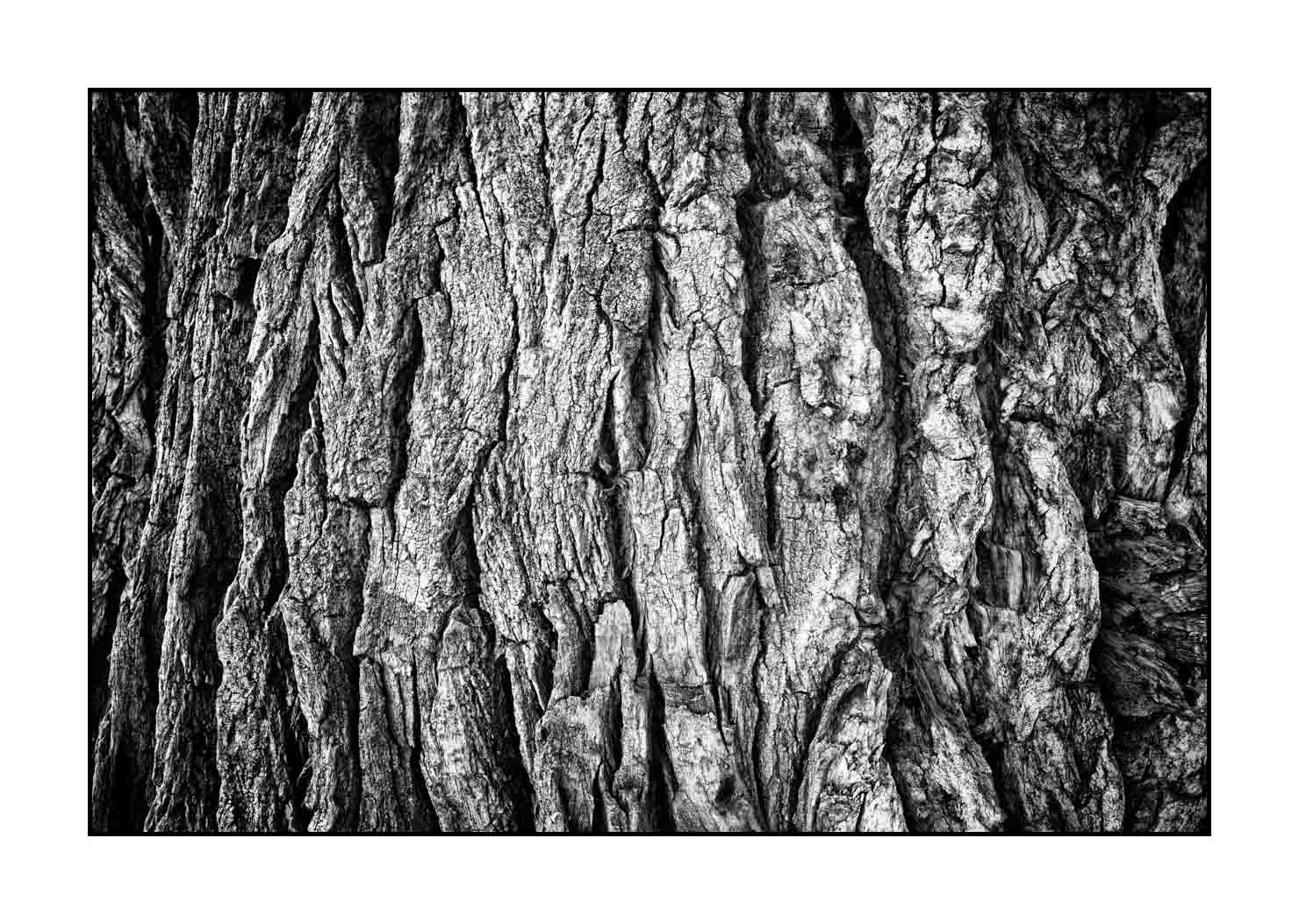 nuances-de-noirs-et-de-blancs/044-les-rides-du-temps/fr/05-ecorce-d-arbre-en-noir-et-blanc-190508UTACPICON0083B
