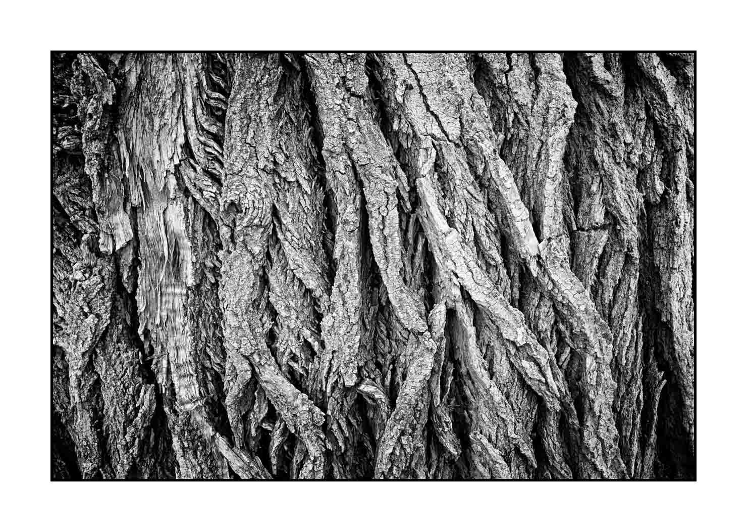 nuances-de-noirs-et-de-blancs/044-les-rides-du-temps/fr/06-ecorce-d-arbre-en-noir-et-blanc-190508UTACPICON0105B