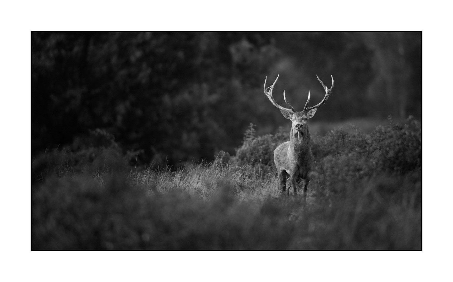 nuances-de-noirs-et-de-blancs/046-regards-de-cerfs-pendant-le-brame/edition-limitee/en/02-look-of-a-red-deer-stag-190920CHMBRA0409B