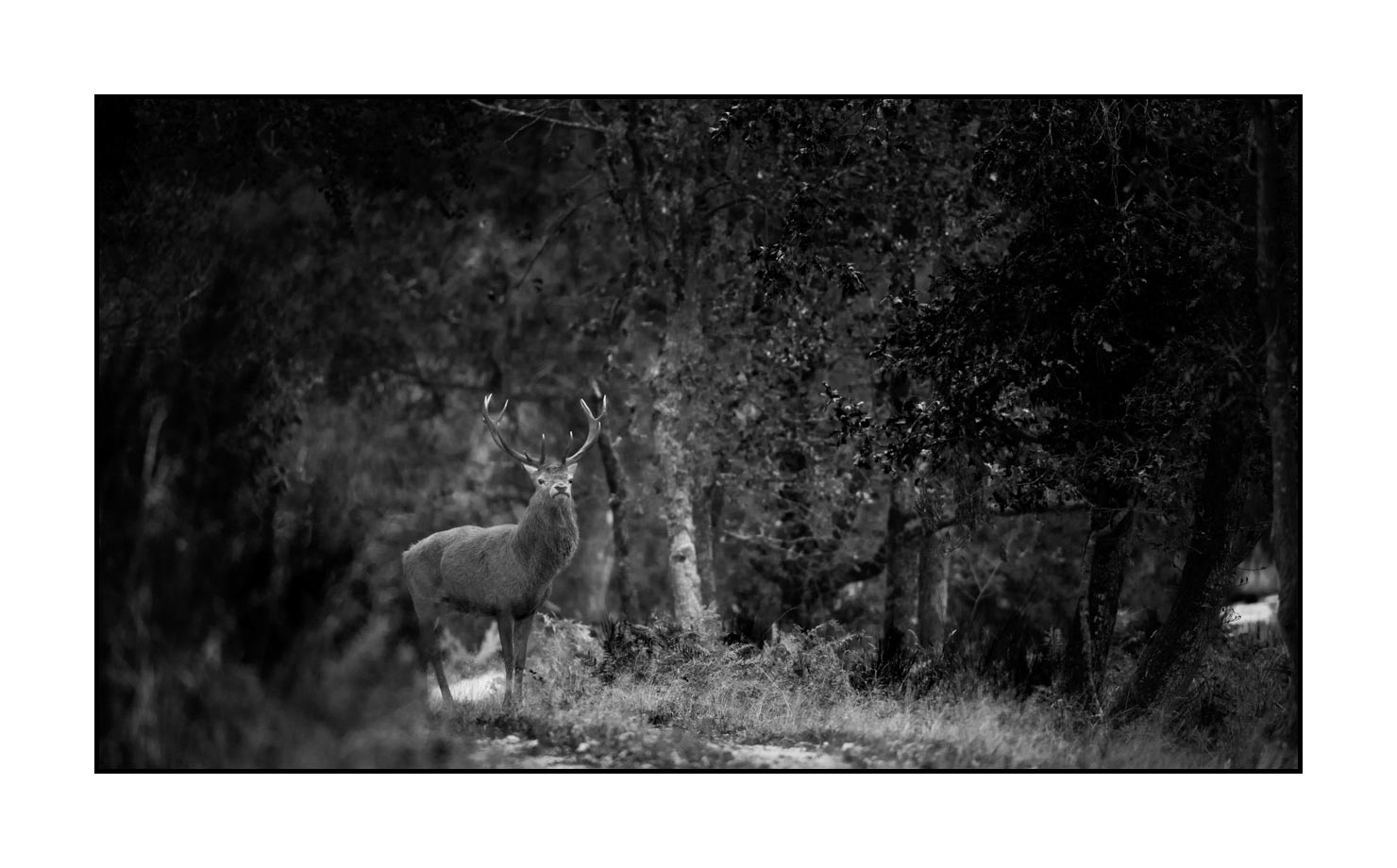 nuances-de-noirs-et-de-blancs/046-regards-de-cerfs-pendant-le-brame/edition-limitee/en/03-look-of-a-red-deer-stag-190920CHMBRA0224B