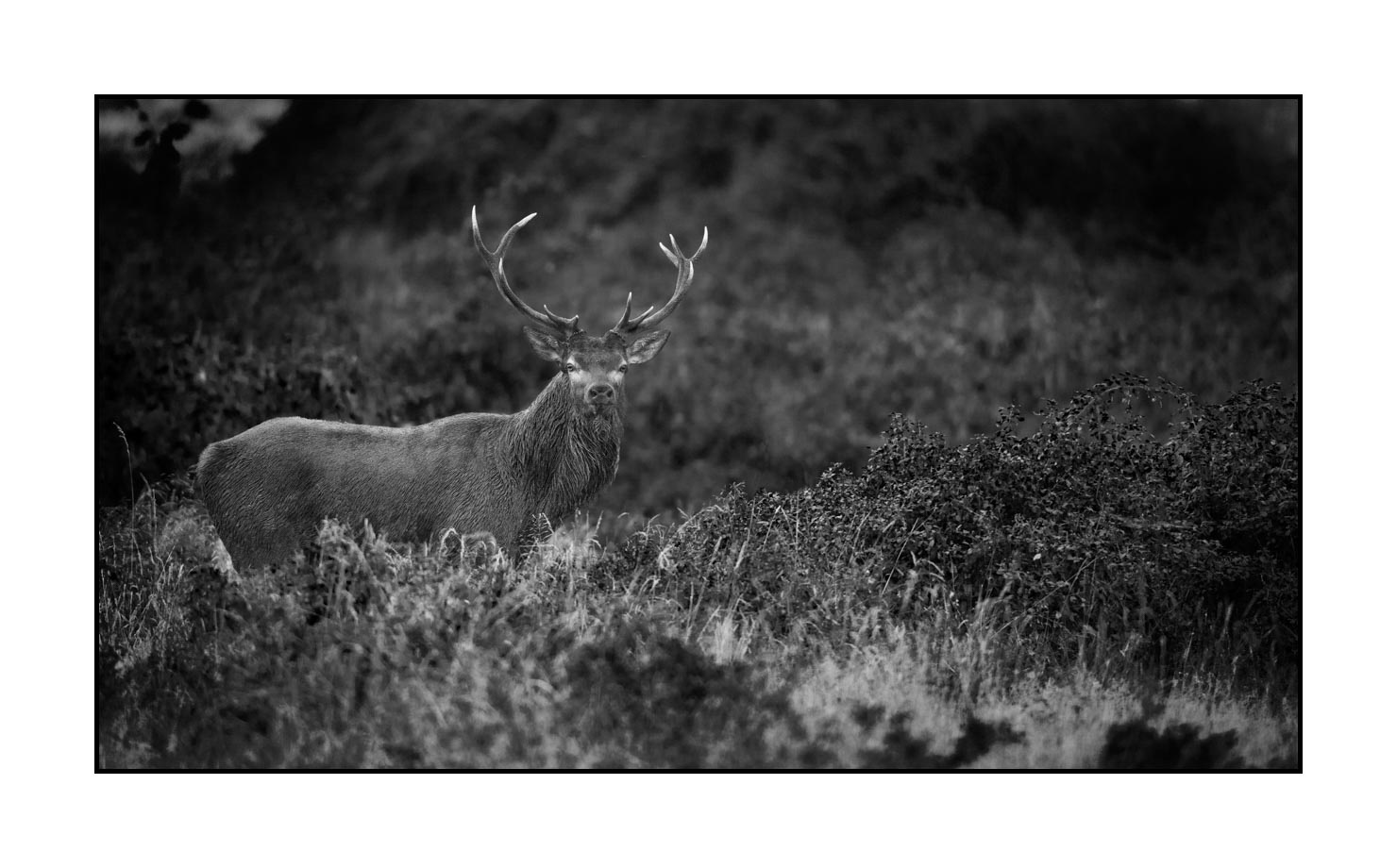 nuances-de-noirs-et-de-blancs/046-regards-de-cerfs-pendant-le-brame/edition-limitee/en/04-look-of-a-red-deer-stag-190920CHMBRA0003B