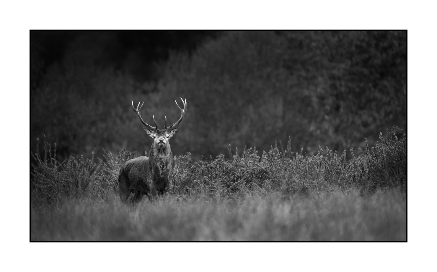 nuances-de-noirs-et-de-blancs/046-regards-de-cerfs-pendant-le-brame/edition-limitee/en/05-look-of-a-red-deer-stag-190920CHMBRA0211B