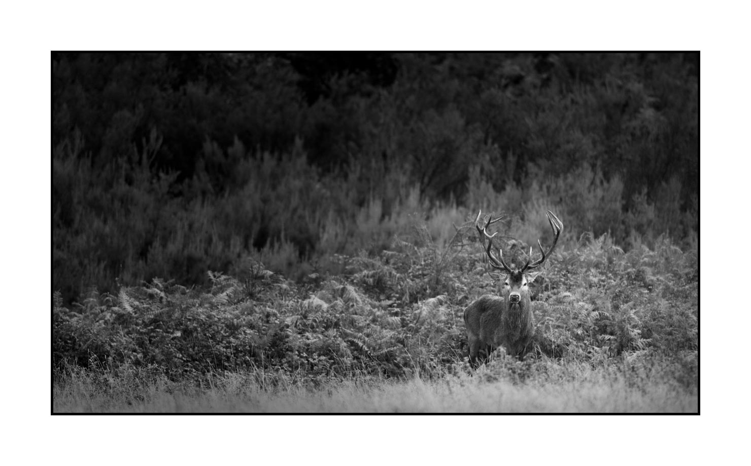 nuances-de-noirs-et-de-blancs/046-regards-de-cerfs-pendant-le-brame/edition-limitee/en/10-look-of-a-red-deer-stag-190920CHMBRA1202B