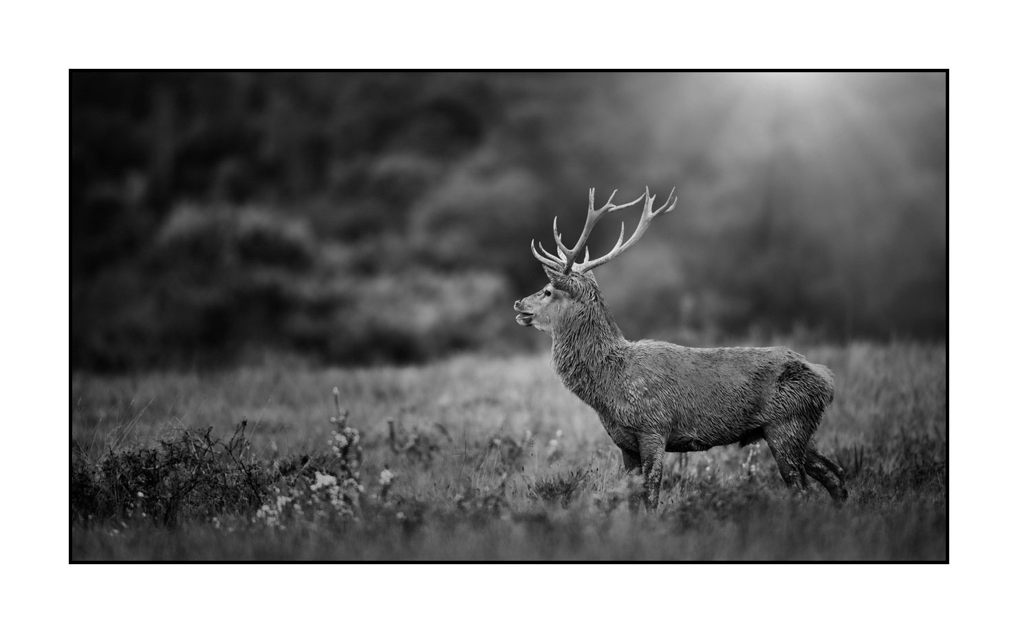 nuances-de-noirs-et-de-blancs/046-regards-de-cerfs-pendant-le-brame/edition-limitee/en/17-look-of-a-red-deer-stag-200928CHABRA0420B