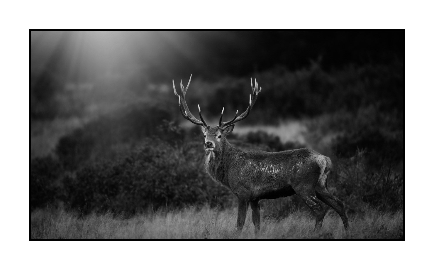nuances-de-noirs-et-de-blancs/046-regards-de-cerfs-pendant-le-brame/edition-limitee/en/20-look-of-a-red-deer-stag-200928CHABRA0814B