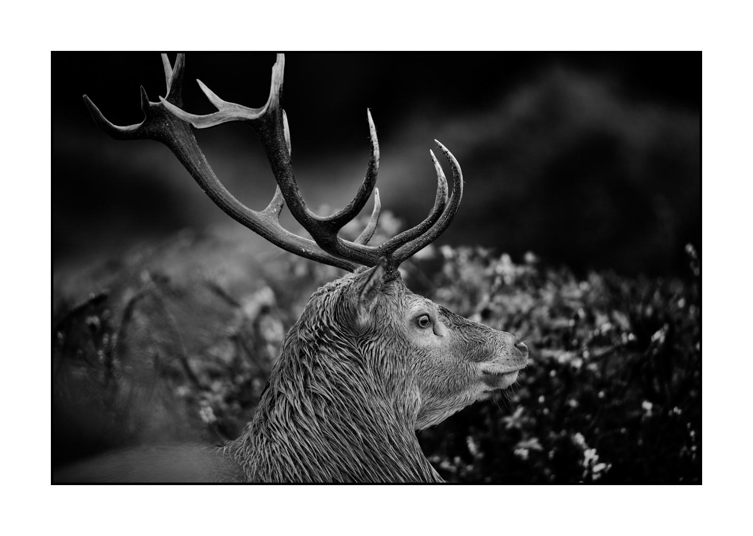 nuances-de-noirs-et-de-blancs/046-regards-de-cerfs-pendant-le-brame/edition-limitee/en/28-look-of-a-red-deer-stag-200928CHABRA0480B
