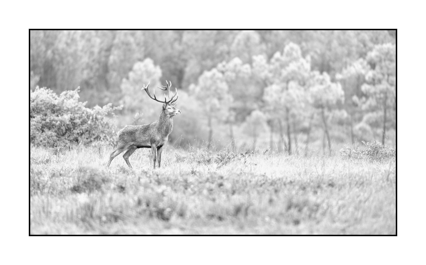 nuances-de-noirs-et-de-blancs/046-regards-de-cerfs-pendant-le-brame/edition-limitee/en/31-look-of-a-red-deer-stag-200928CHABRA0510B