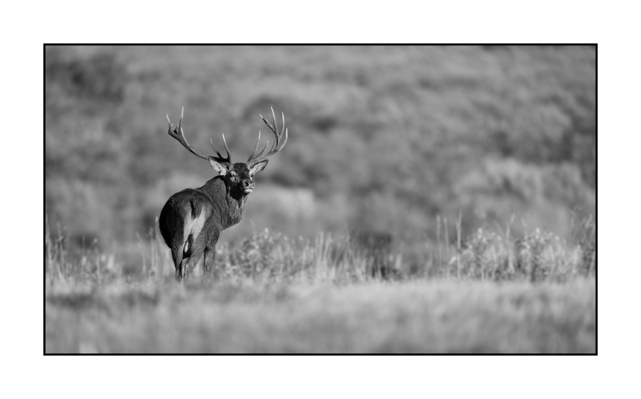 nuances-de-noirs-et-de-blancs/046-regards-de-cerfs-pendant-le-brame/edition-limitee/en/37-look-of-a-red-deer-stag-220925BRACHM0027B