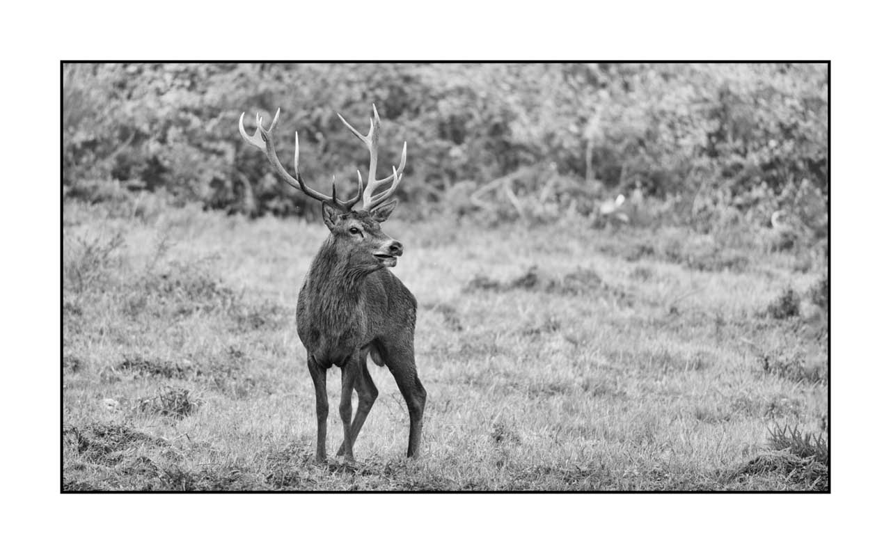 nuances-de-noirs-et-de-blancs/046-regards-de-cerfs-pendant-le-brame/edition-limitee/en/42-look-of-a-red-deer-stag-220926BRACHM0292B