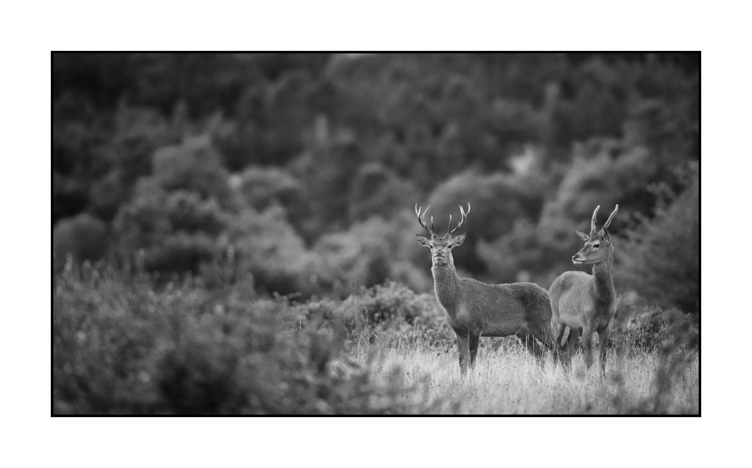 nuances-de-noirs-et-de-blancs/046-regards-de-cerfs-pendant-le-brame/edition-limitee/fr/12-regard-de-cerf-pendant-le-brame-190920CHMBRA0065B