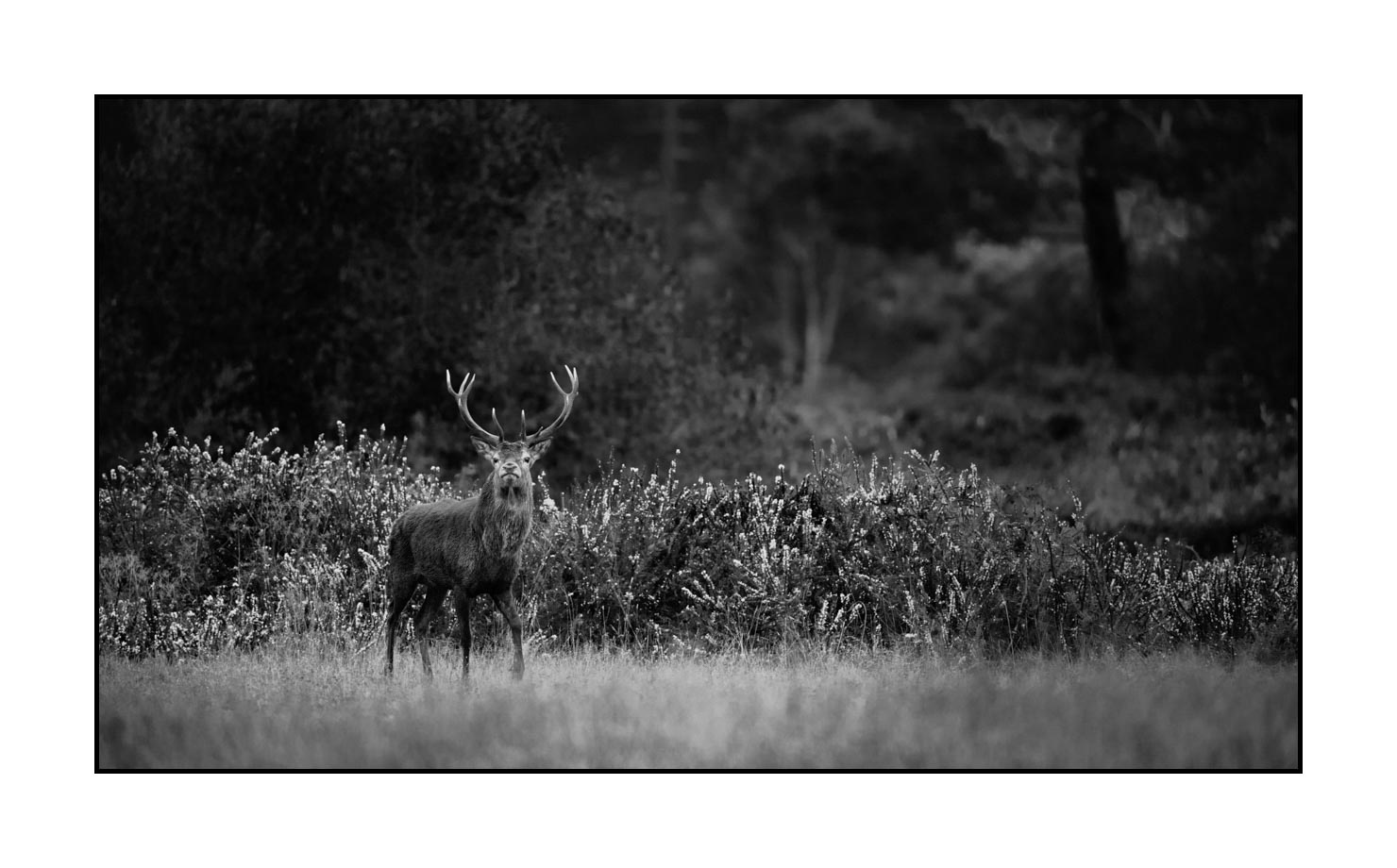 nuances-de-noirs-et-de-blancs/046-regards-de-cerfs-pendant-le-brame/edition-limitee/fr/14-regard-de-cerf-pendant-le-brame-190920CHMBRA0204B