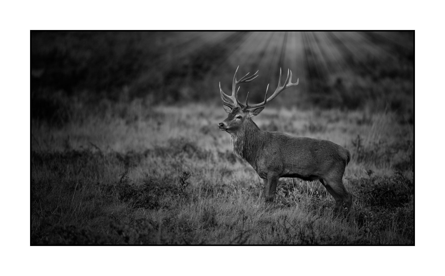 nuances-de-noirs-et-de-blancs/046-regards-de-cerfs-pendant-le-brame/edition-limitee/fr/15-regard-de-cerf-pendant-le-brame-200928CHABRA0276B